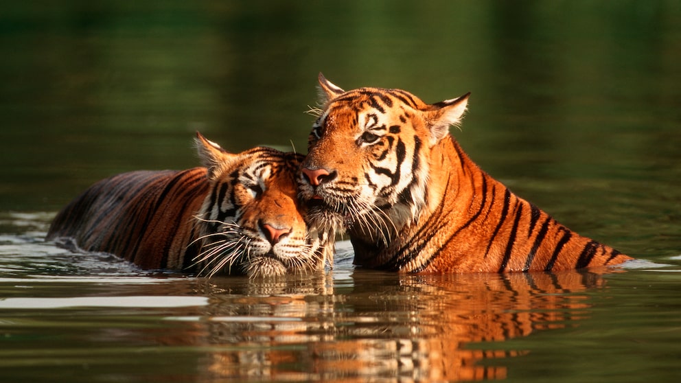 Tigers enjoy swimming. Unlike many other cats, they are not bothered when their fur gets wet.