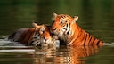 Tigers enjoy swimming. Unlike many other cats, they are not bothered when their fur gets wet.
