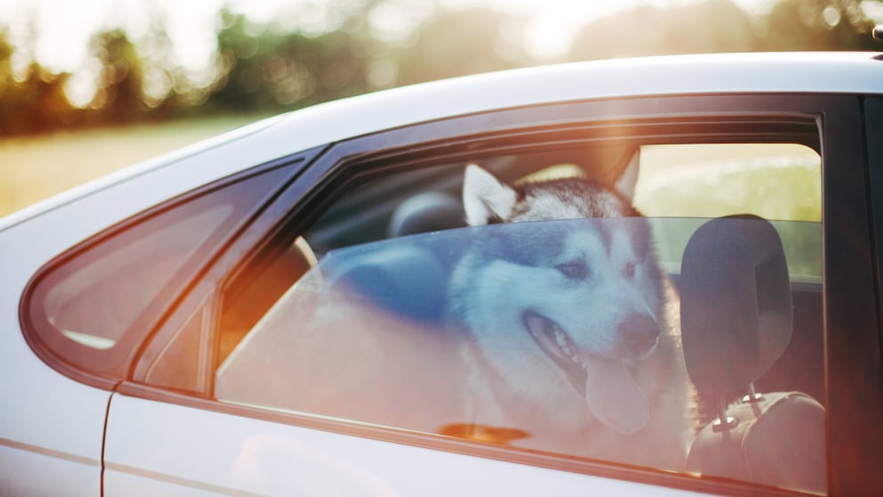 Leaving dogs in the car when it's hot can quickly become a life-threatening danger