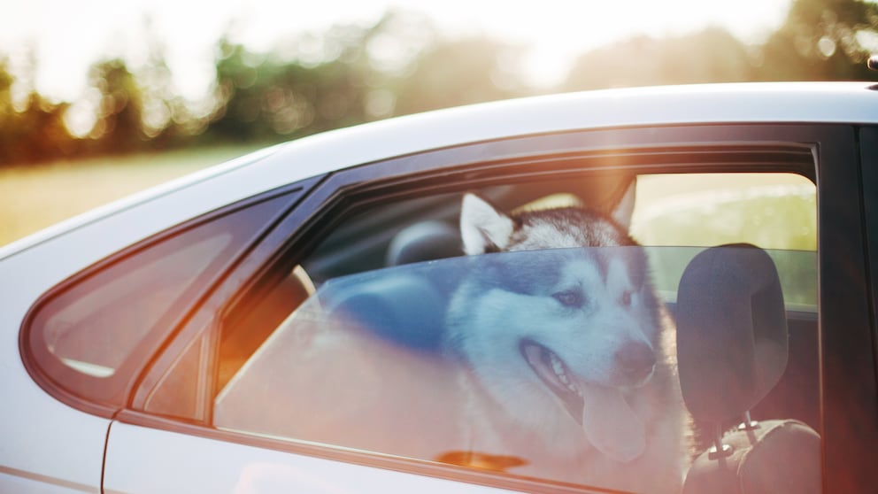 Leaving dogs in the car when it's hot can quickly become a life-threatening danger