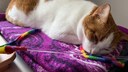 Cat Remo Sleeps With Open Eyes