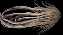The Antarctic strawberry feather star has 20 "arms" and lives in the Southern Ocean.