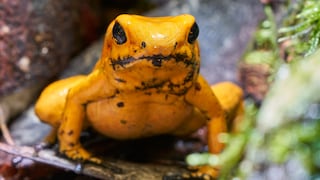 Dart frogs, specifically the species known as the terrible dart frog, do not produce their own poison but instead acquire it by consuming other toxic animals.
