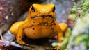 Dart frogs, specifically the species known as the terrible dart frog, do not produce their own poison but instead acquire it by consuming other toxic animals.