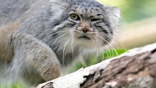A Pallas's cat sits on a tree