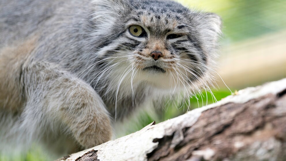 A Pallas's cat sits on a tree