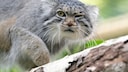 A Pallas's cat sits on a tree