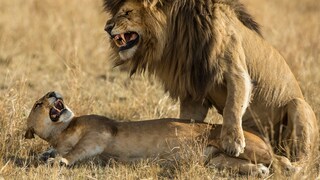Two lions (Panthera leo) mating