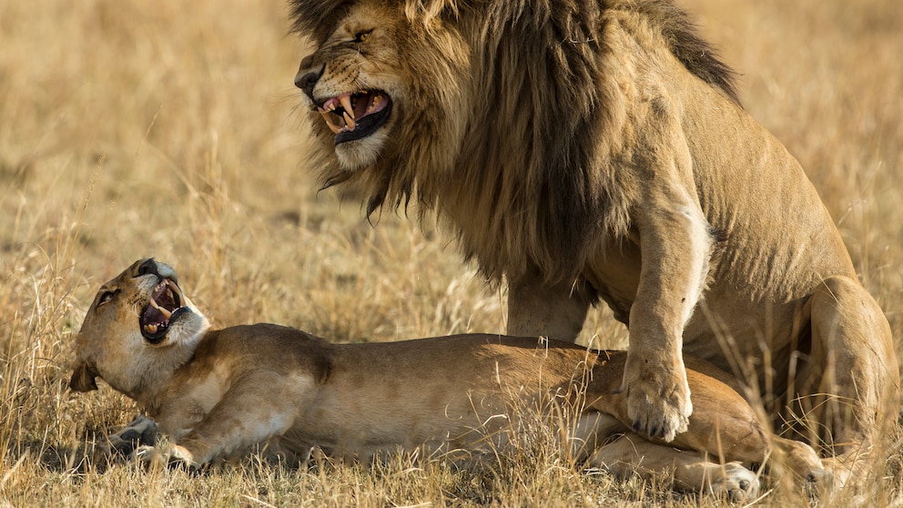 Two lions (Panthera leo) mating