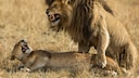 Two lions (Panthera leo) mating