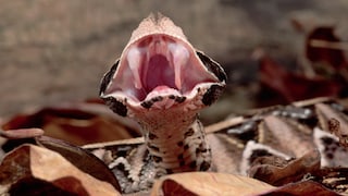 The Gaboon viper has the longest fangs among snakes. They are hidden in skin pockets in the upper jaw.