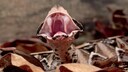 The Gaboon viper has the longest fangs among snakes. They are hidden in skin pockets in the upper jaw.