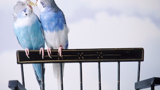 Budgerigars are true sound artists. If you listen carefully and pay attention to the noises, you can learn a lot about your feathered friends.