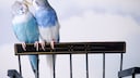 Budgerigars are true sound artists. If you listen carefully and pay attention to the noises, you can learn a lot about your feathered friends.