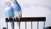 Budgerigars are true sound artists. If you listen carefully and pay attention to the noises, you can learn a lot about your feathered friends.