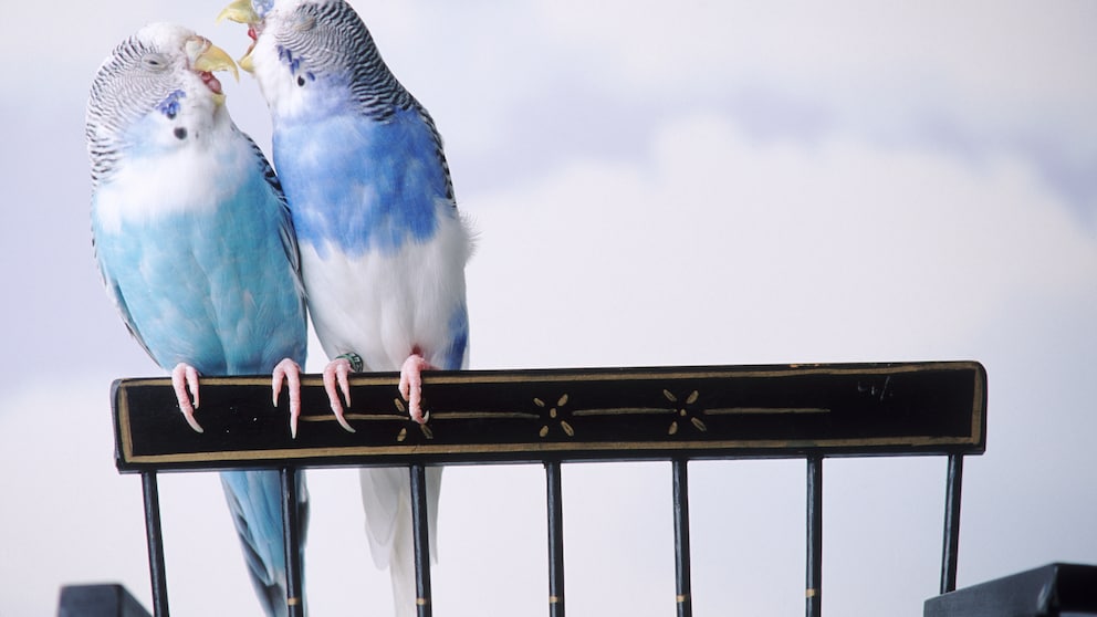 Budgerigars are true sound artists. If you listen carefully and pay attention to the noises, you can learn a lot about your feathered friends.