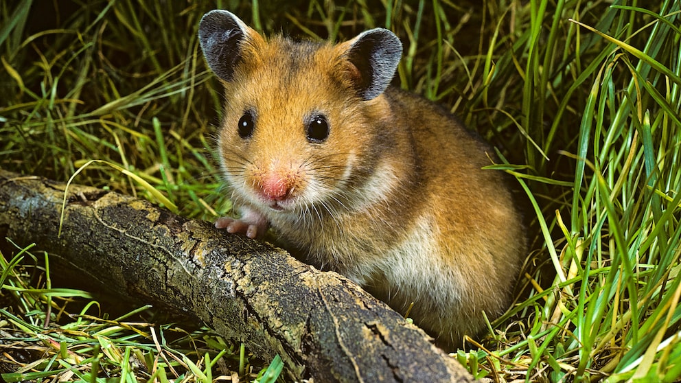 When a pet hamster suddenly dies, it can be quite a shock for the owner