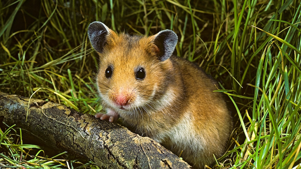 When a pet hamster suddenly dies, it can be quite a shock for the owner