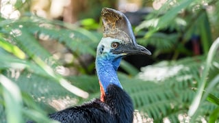 A cassowary traverses its natural habitat, the rainforest of New Guinea.