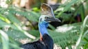 A cassowary traverses its natural habitat, the rainforest of New Guinea.