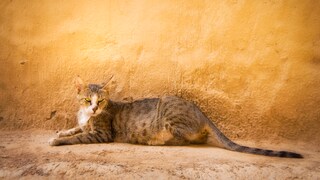 An Arabian Mau lies on the ground in front of a sand-colored house wall