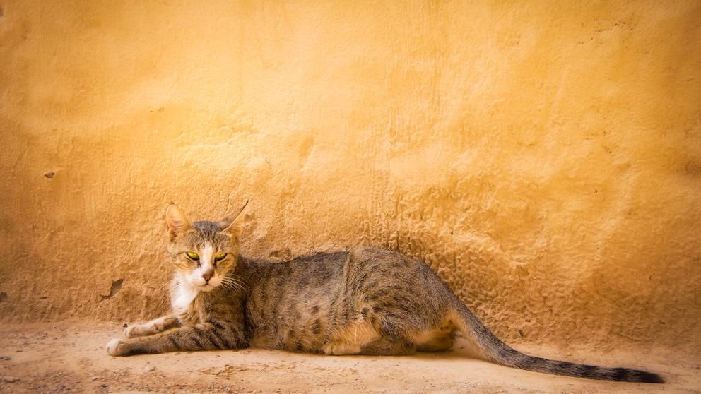 An Arabian Mau lies on the ground in front of a sand-colored house wall