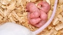 Close-up of Baby Mice in the Nest