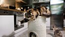 Cat on a Scratching Barrel in the Kitchen