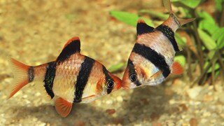 Two Sumatra barbs swim toward each other