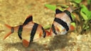 Two Sumatra barbs swim toward each other