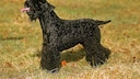 A Kerry Blue Terrier standing on grass.