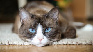 A Snowshoe cat with white markings on its nose and blue eyes looks into the camera