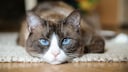 A Snowshoe cat with white markings on its nose and blue eyes looks into the camera