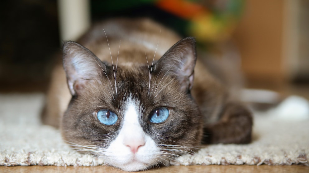 A Snowshoe cat with white markings on its nose and blue eyes looks into the camera