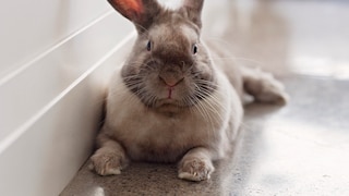 Keeping a rabbit free in the home requires some preparation