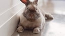Keeping a rabbit free in the home requires some preparation