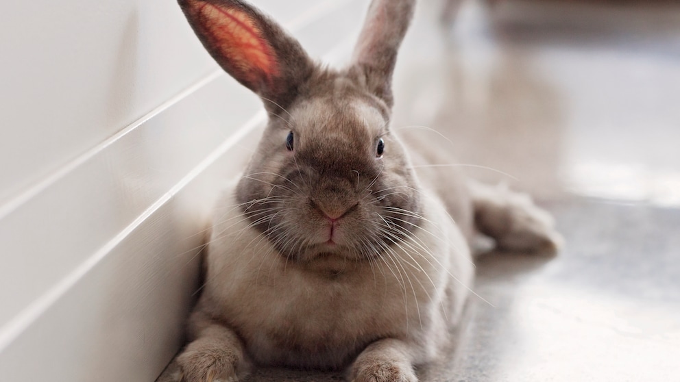 Keeping a rabbit free in the home requires some preparation