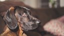 Close-Up of Dog With Guilty Expression