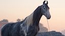 Marwari horses are considered the most popular horses in India, the ones with a gray coat fetch the highest prices. All-white horses, do not conform to breeding standards. Black horses, on the other hand, are seen as harbingers of bad luck