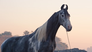 Marwari horses are considered the most popular horses in India, the ones with a gray coat fetch the highest prices. All-white horses, do not conform to breeding standards. Black horses, on the other hand, are seen as harbingers of bad luck