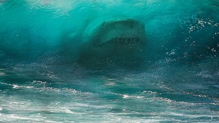 A great white shark swims in a wave several meters high.