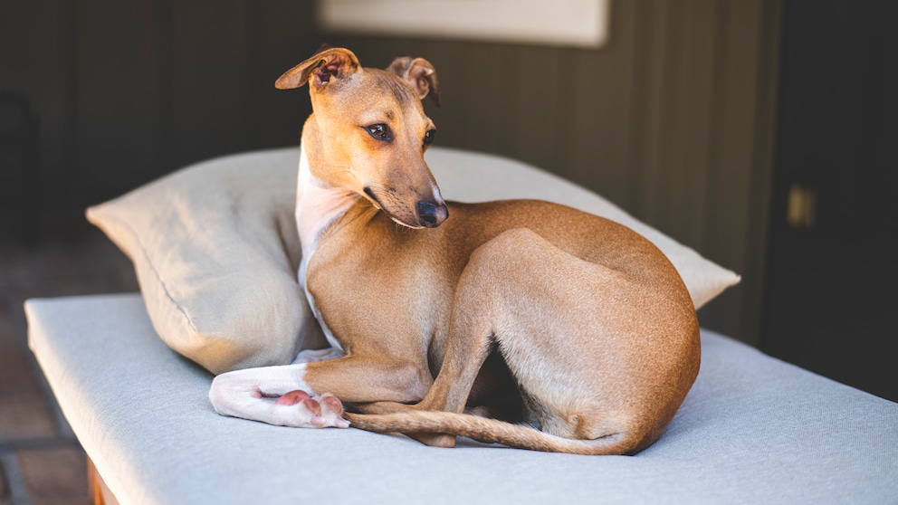 Greyhounds are generally gentle, calm and friendly dogs