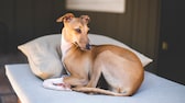 Greyhounds are generally gentle, calm and friendly dogs