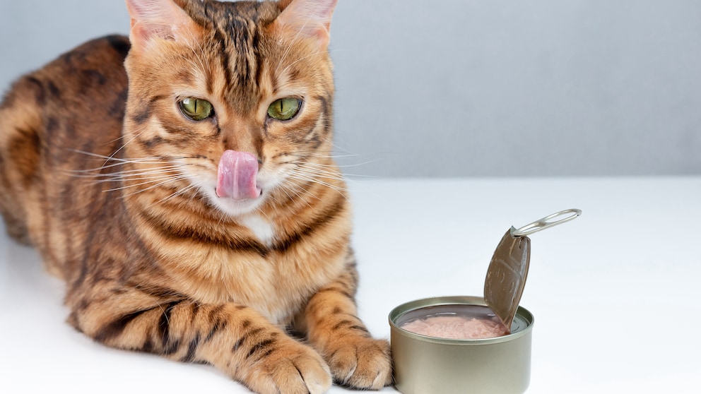 Canned tuna is especially irresistible to cats, including this Bengal cat