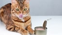 Canned tuna is especially irresistible to cats, including this Bengal cat