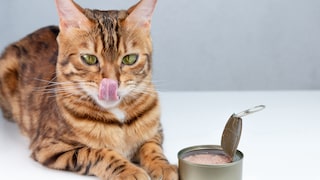 Canned tuna is especially irresistible to cats, including this Bengal cat