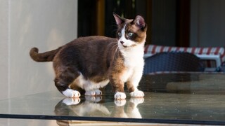 A cat of the Munchkin breed, standing on a glass plate
