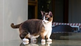 A cat of the Munchkin breed, standing on a glass plate