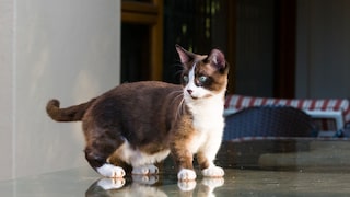 A cat of the Munchkin breed, standing on a glass plate