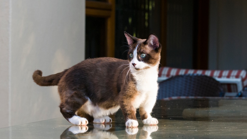 A cat of the Munchkin breed, standing on a glass plate